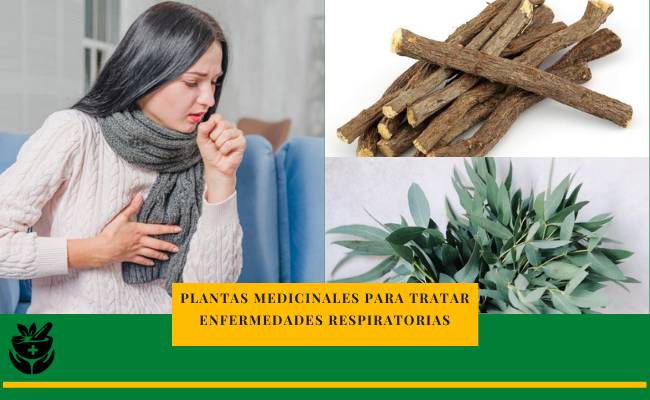 plantas medicinales para las enfermedades respiratorias