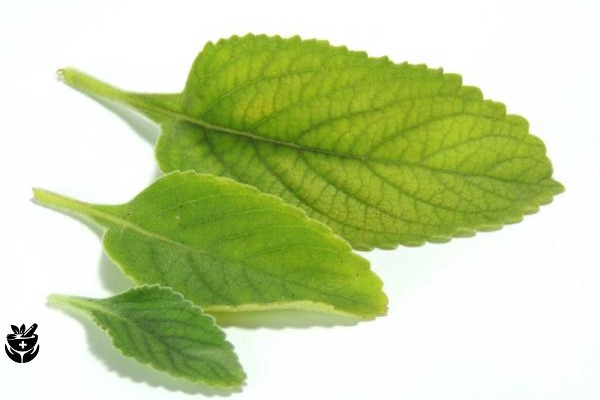 boldo para el higado