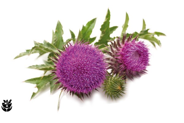 cardo mariano para el higado