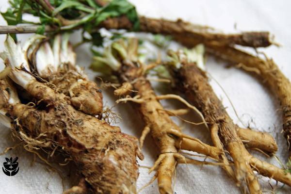 raiz de achicoria para el higado