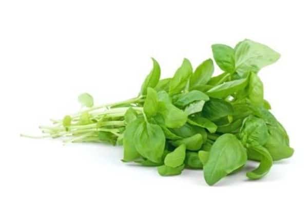 Albahaca para la acidez