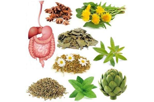 Hierbas que nos ayudan en la Digestión