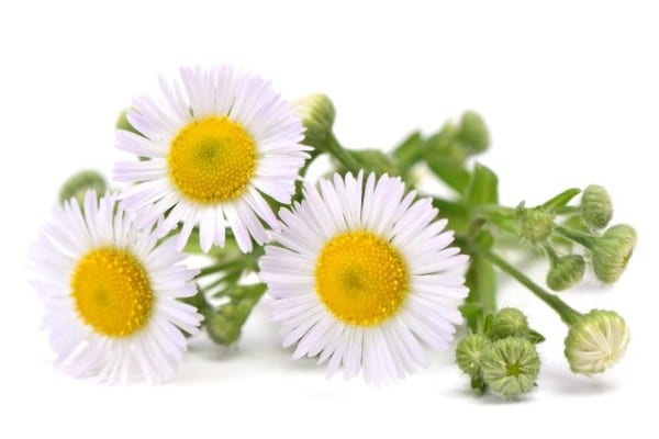 flor de manzanilla para la colitis