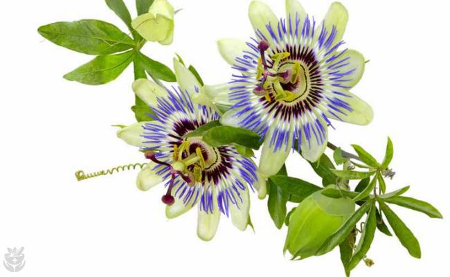 pasiflora para bajar la tension alta