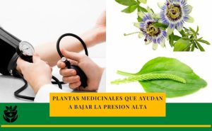 Plantas medicinales que ayudan a bajar la presión alta