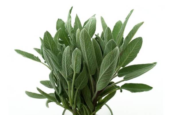 salvia y romero
